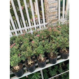 Hồng Ngọc  mai bonsai