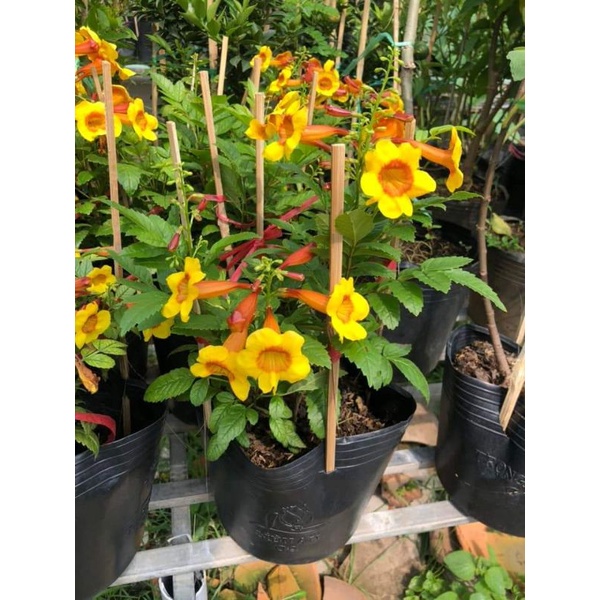 Chuông cam siêu hoa