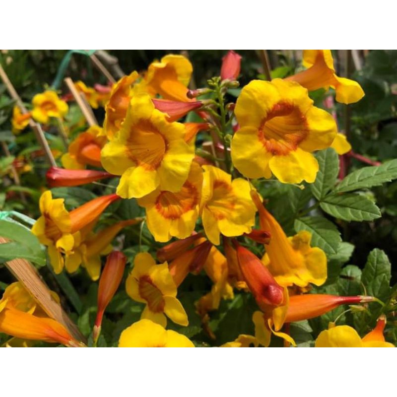 Chuông cam siêu hoa