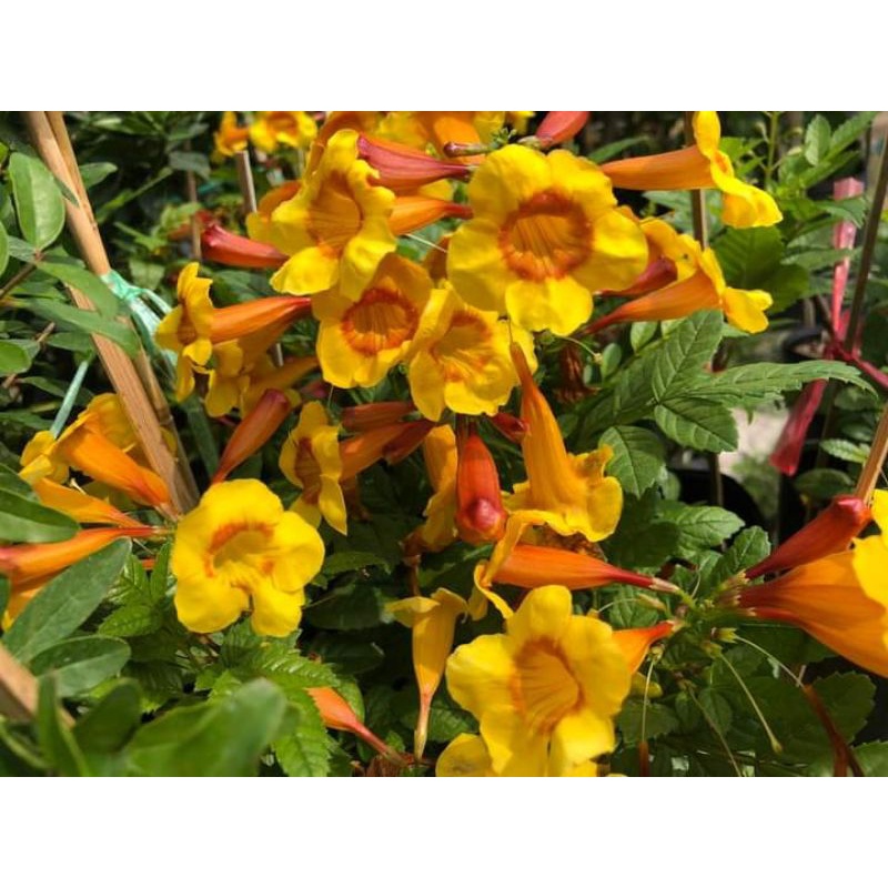 Chuông cam siêu hoa