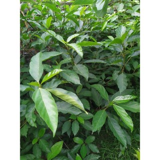 Lá sung non hữu cơ 100g