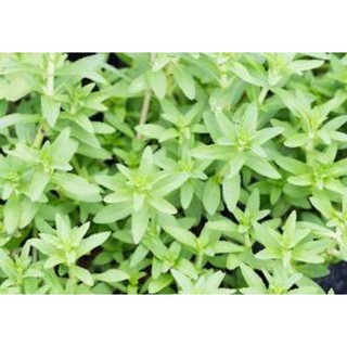 Rau ôm hữu cơ 100g