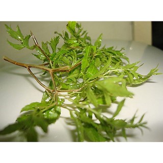Lá đinh lăng non hữu cơ 100g