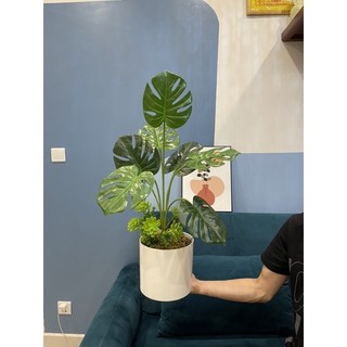Cây trầu bà Nam Mỹ, cây giả trang trí