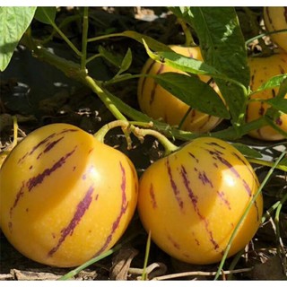 Cây giống dưa hấu nam mỹ vàng, pepino vàng