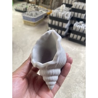 chậu xi măng hình vỏ ốc