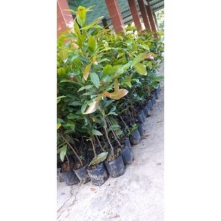 cây mai vàng giống cao 25-35cm