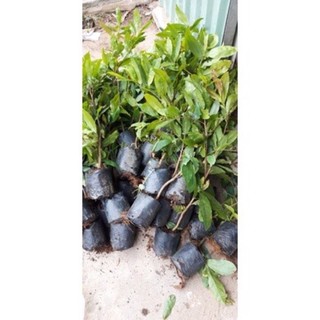 cây mai vàng giống cao 25-35cm