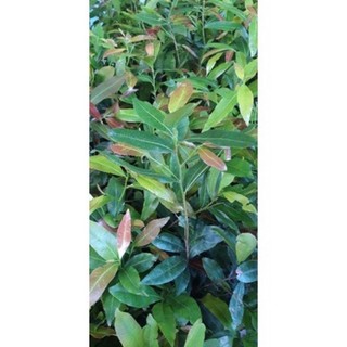 Cây mai vàng giống cao 25-35cm