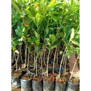 cây mai vàng giống cao 25-35cm