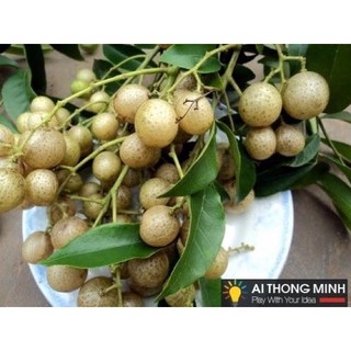 Hạt mắc mật khô 1kg (hạt móc mật, đặc sản Tây Bắc, gia vị tẩm ướp)