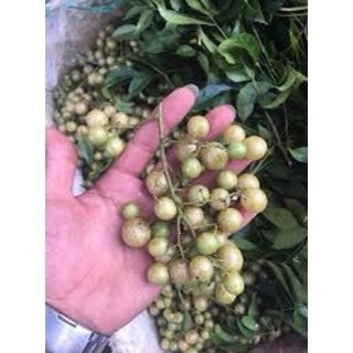 Hạt mắc mật khô 1kg (hạt móc mật, đặc sản Tây Bắc, gia vị tẩm ướp)