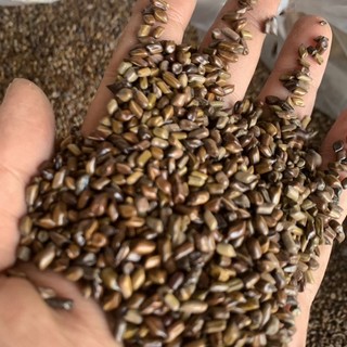 1KG Đồ chơi Hạt muồng đồ chơi xúc cát cho bé.