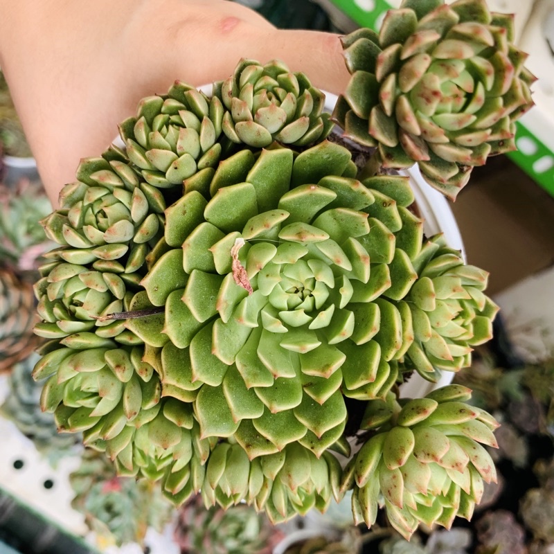 SEN ĐÁ RUBY XANH TO 10cm