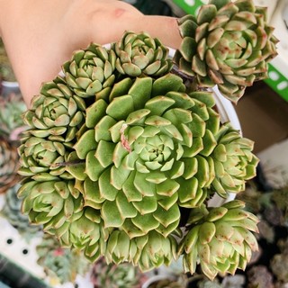 Sen đá ruby xanh to 10cm