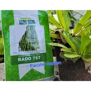 Hạt giống Đậu đũa ngọt lùn Rado 757