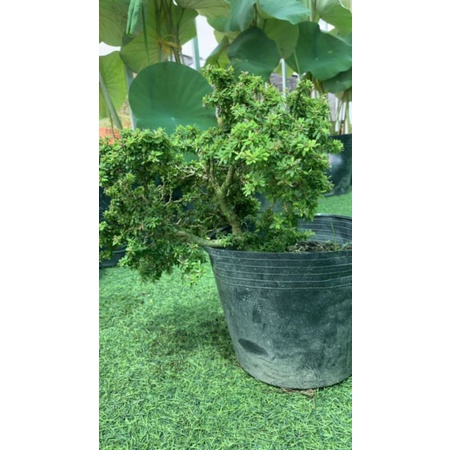 Linh Sam Siêu Bông Bonsai [ Hoa Sa Đéc]