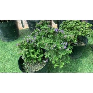 Linh Sam Siêu Bông Bonsai [ Hoa Sa Đéc]
