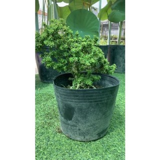 Linh Sam Siêu Bông Bonsai [ Hoa Sa Đéc]