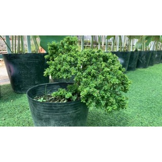 Linh Sam Siêu Bông Bonsai [ Hoa Sa Đéc]
