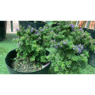 Linh Sam Siêu Bông Bonsai [ Hoa Sa Đéc]