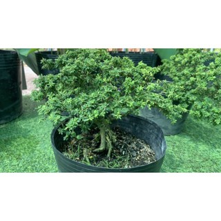 Linh Sam Siêu Bông Bonsai [ Hoa Sa Đéc]