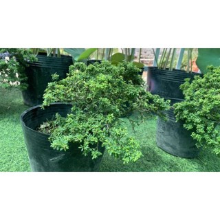 Linh Sam Siêu Bông Bonsai [ Hoa Sa Đéc]