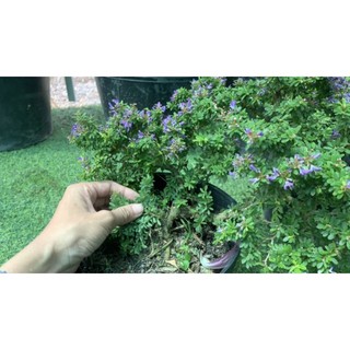 Linh Sam Siêu Bông Bonsai [ Hoa Sa Đéc]