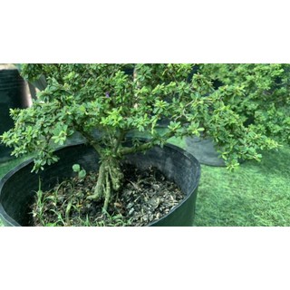 Linh Sam Siêu Bông Bonsai [ Hoa Sa Đéc]