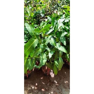 Cây 🌲 Mận Ấn Độ (giống mới)