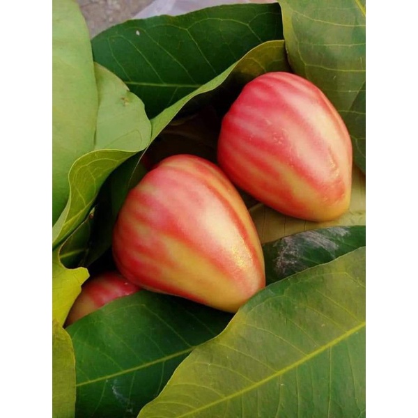 Cây giống Mận Ấn Độ