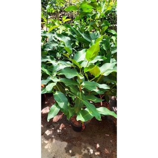 Cây 🌲 Mận Ấn Độ (giống mới)