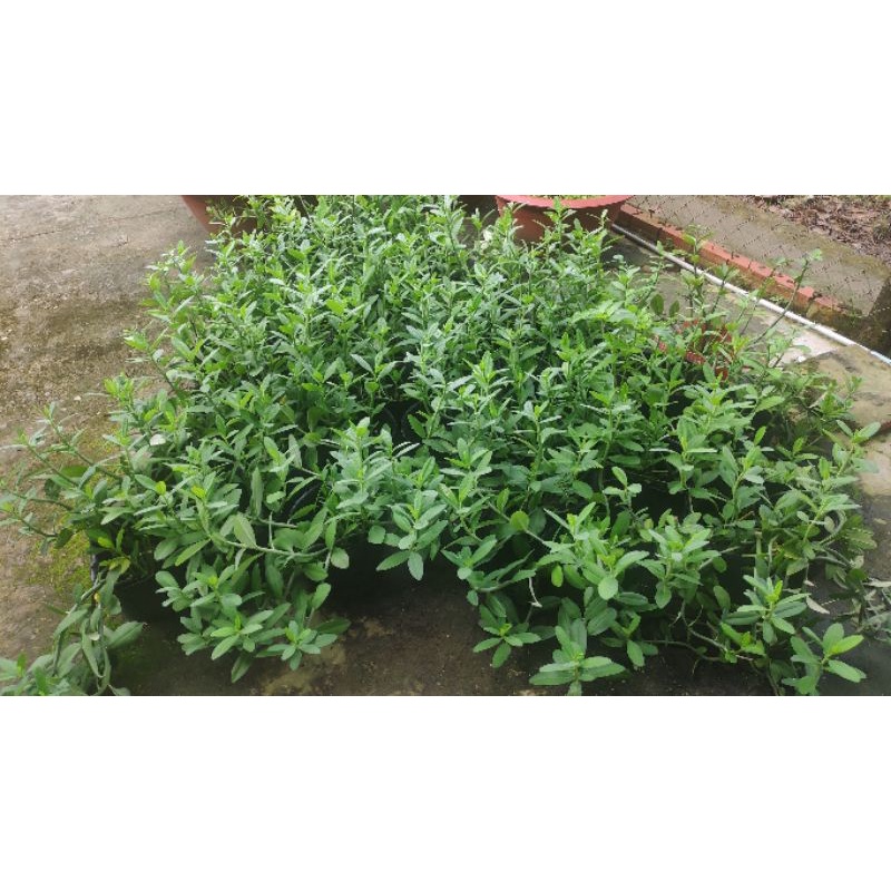 Cây thạch anh 20cm