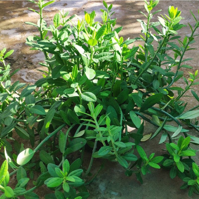 Cây thạch anh 20cm