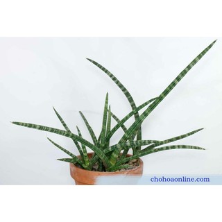 Cây ngà voi 15-20cm