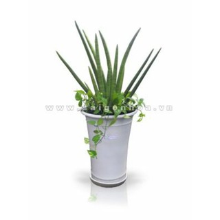 Cây ngà voi 15-20cm