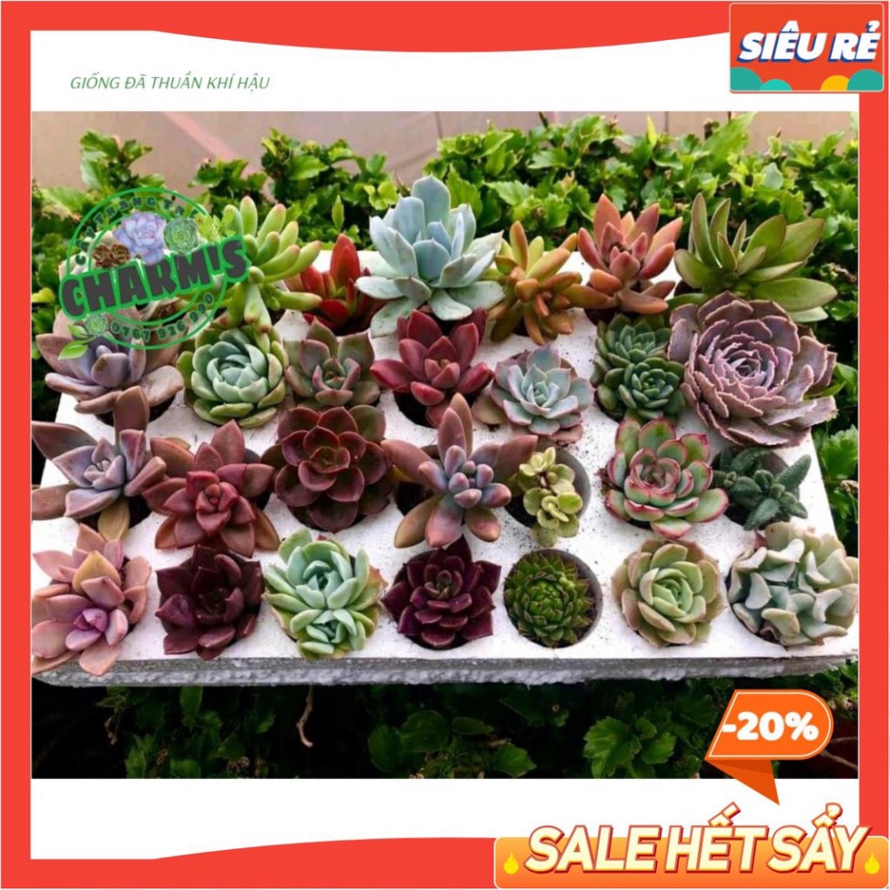 SEN ĐÁ MINI ĐẸP ( CÂY SỐNG KHOẺ, tiên tiến TỐT ) 🔥🔥🔥