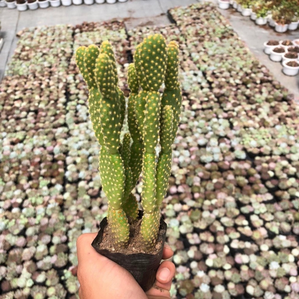 Cây Xương Rồng Tai Thỏ size to 7-9cm hàng loại 1 được thuần tiết trời - nguồn gốc Đà Lạt