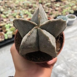 Cây xương rồng astro tuyết size to 7-9cm - hàng nguồn gốc đà lạt lỗi 1 đổi 1