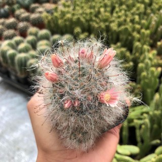 Cây xương rồng mami tuyết, xương rồng bông gòn size to 8cm ra hoa cực xinh