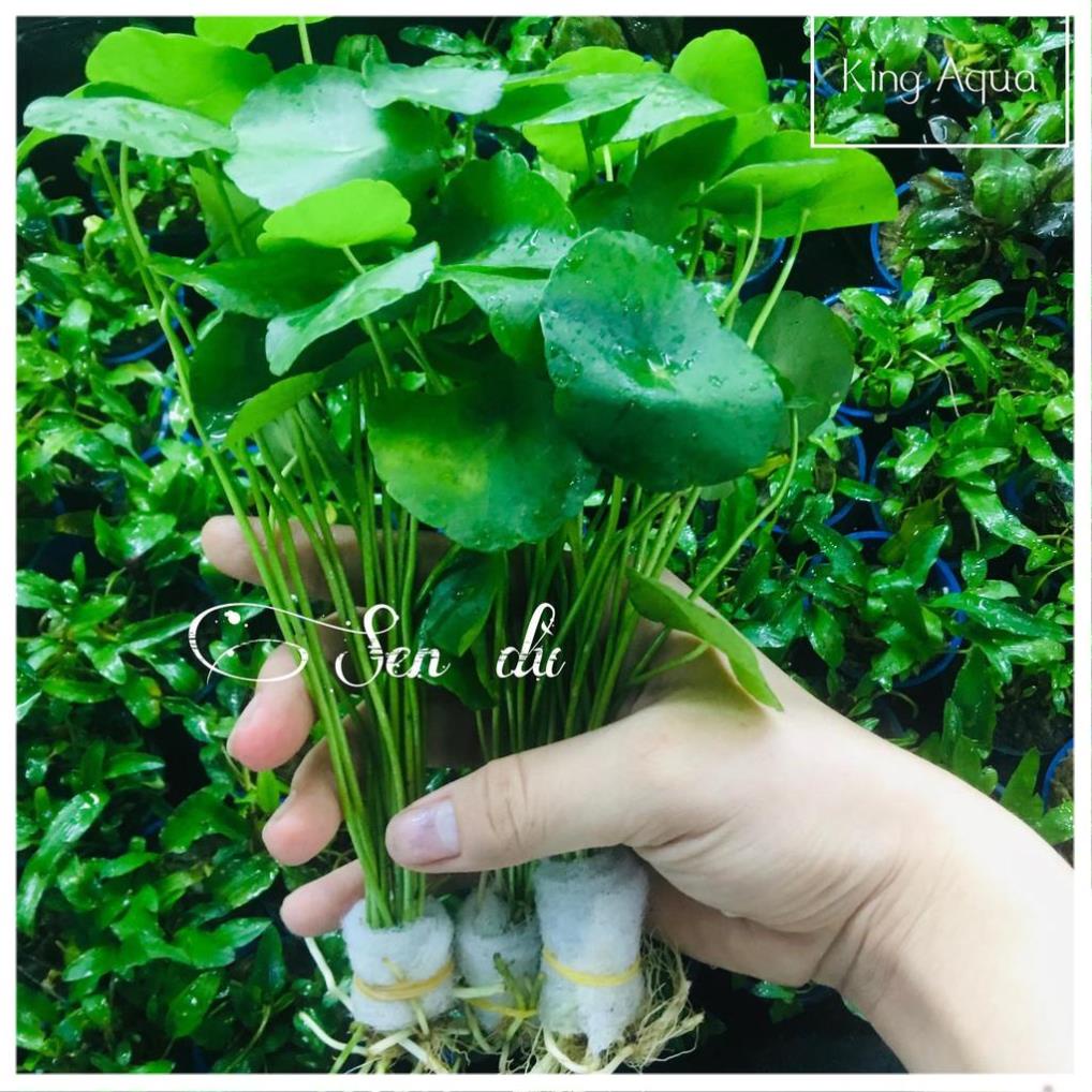 10 nhánh Cây thủy sinh Sen Dù Trung hoặc Hậu cảnh [Chỉ ship khu vực Miền Bắc và đầu Miền Trung]