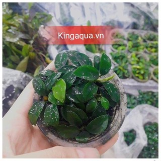 Cây thuỷ sinh ráy nana pettie