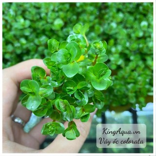 Cây thuỷ sinh vảy ốc colorata