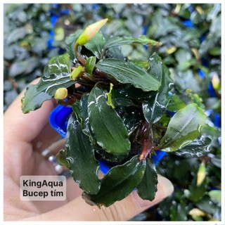 Cây thuỷ sinh bucep tím