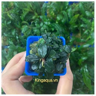 Cây thuỷ sinh bucep tím