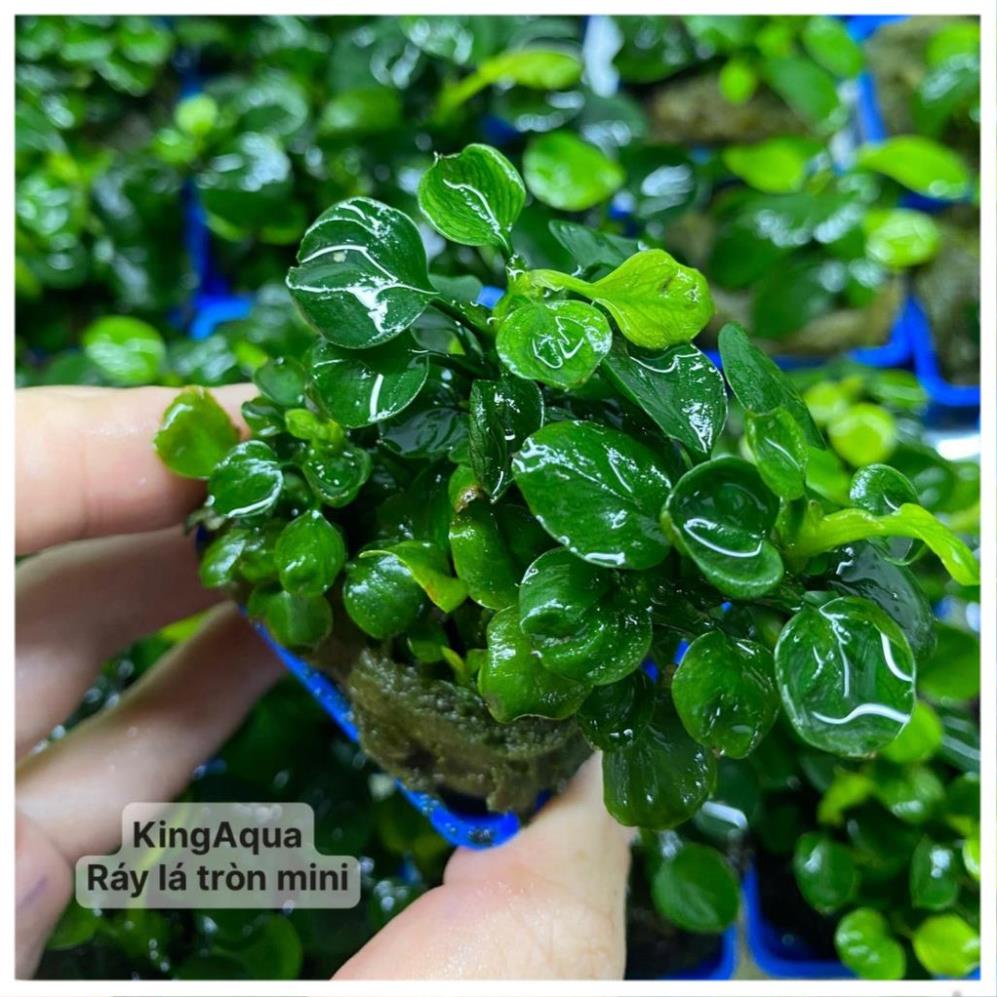 Cây thuỷ sinh Ráy lá tròn mini