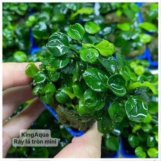 Cây thuỷ sinh Ráy lá tròn mini