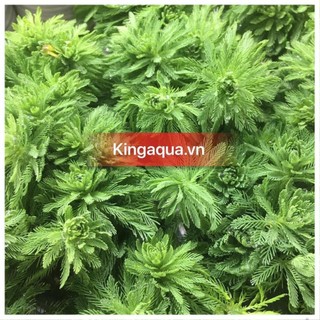 Cây thủy sinh Xương Cá (Trung, Hậu cảnh)