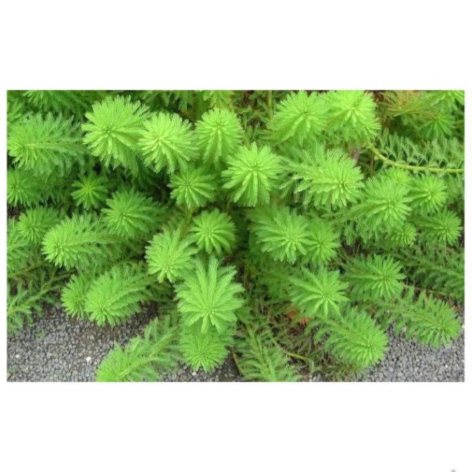 Cây thủy sinh Xương Cá (Trung, Hậu cảnh)