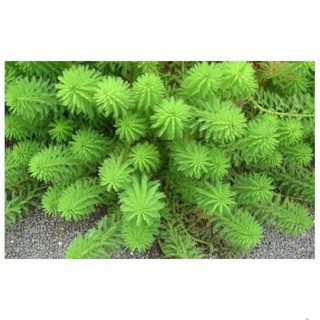 Cây thủy sinh Xương Cá